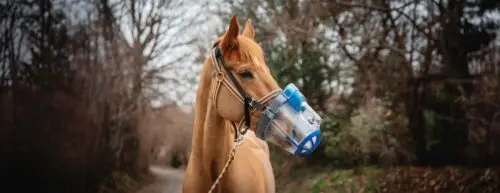 comment-choisir-nebulisateur-cheval