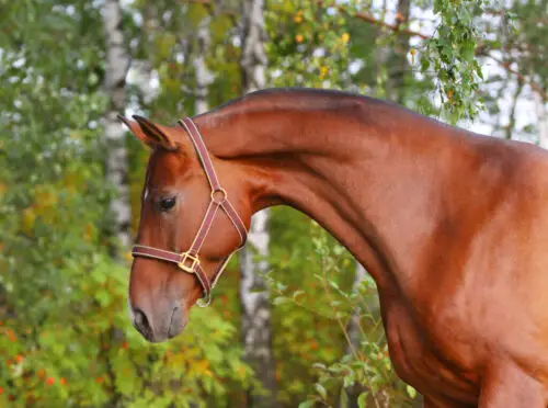 comment-muscler-encolure-cheval