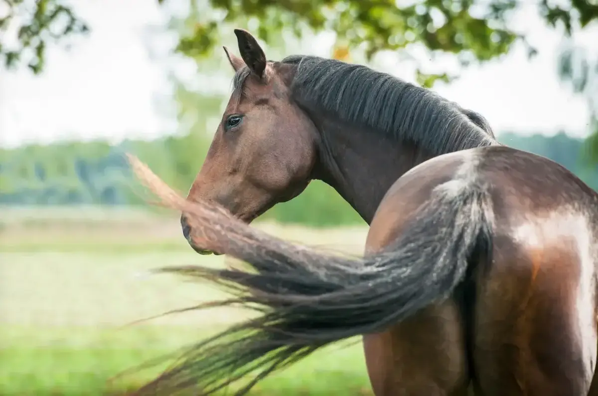 comment-retirer-haricot-cheval