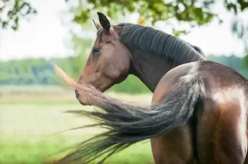comment-retirer-haricot-cheval