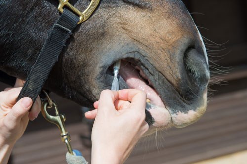 comment-tuer-tenia-cheval