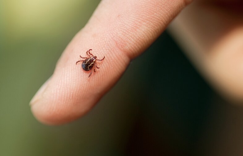 comment-utiliser-butox-cheval