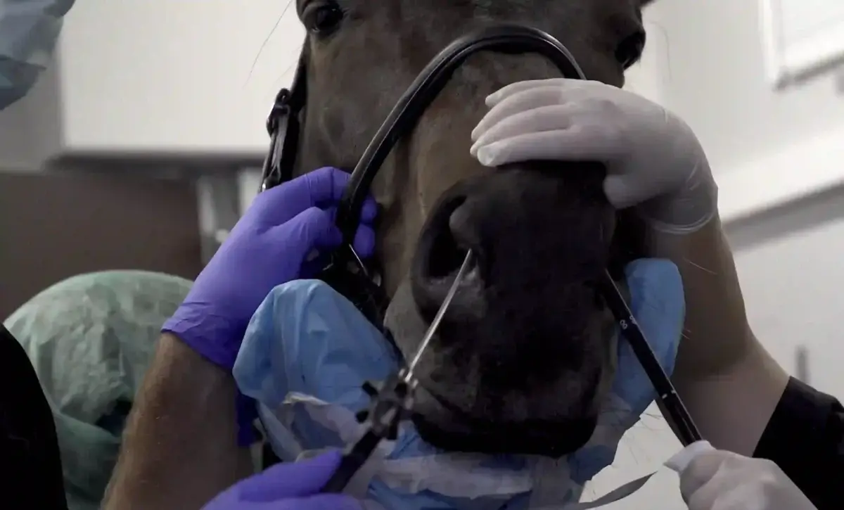 cornage-cheval-operation-vice-redhibitoire