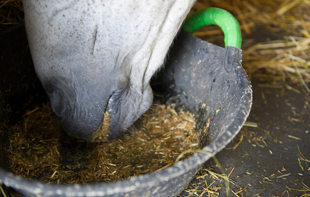curcuma-cheval-liquide-danger-avantages