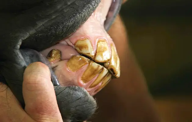 dent-de-loup-incluse-cheval-symptomes-prix