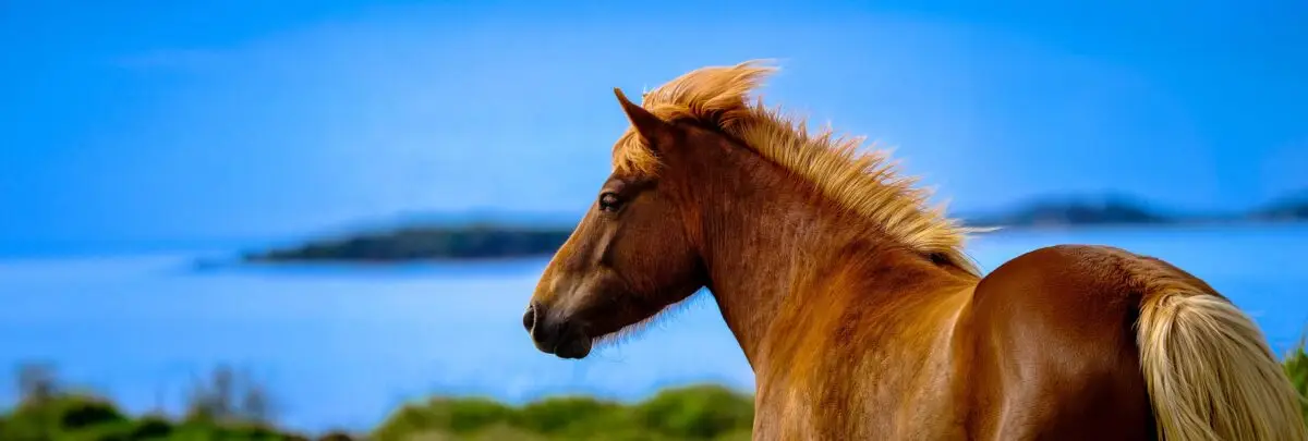 depression-cheval-que-dit-la-science