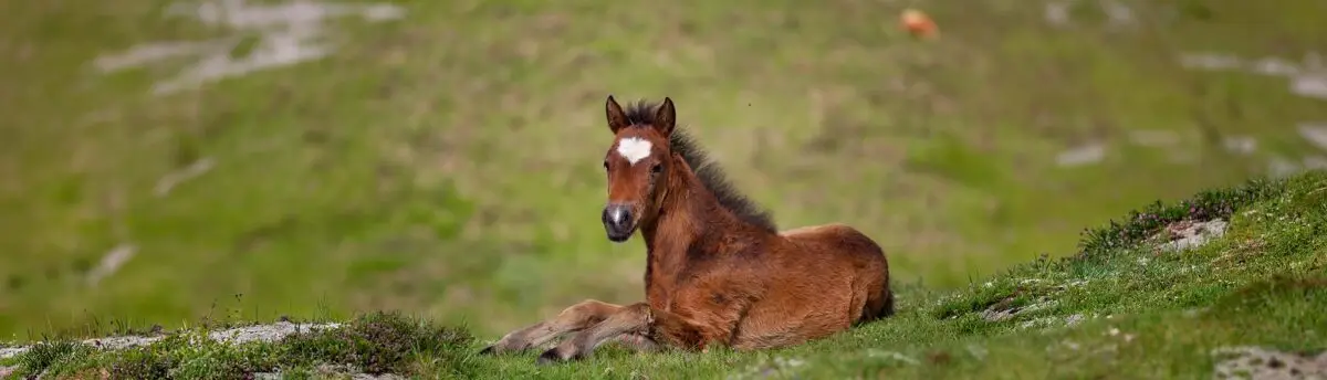 éleveur-russey-condamné-maltraitance-poulain