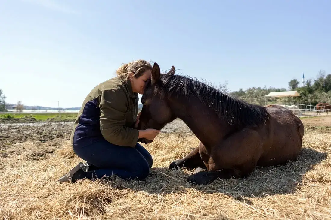 equarissage-cheval-etapes-prix-delai-reglementation