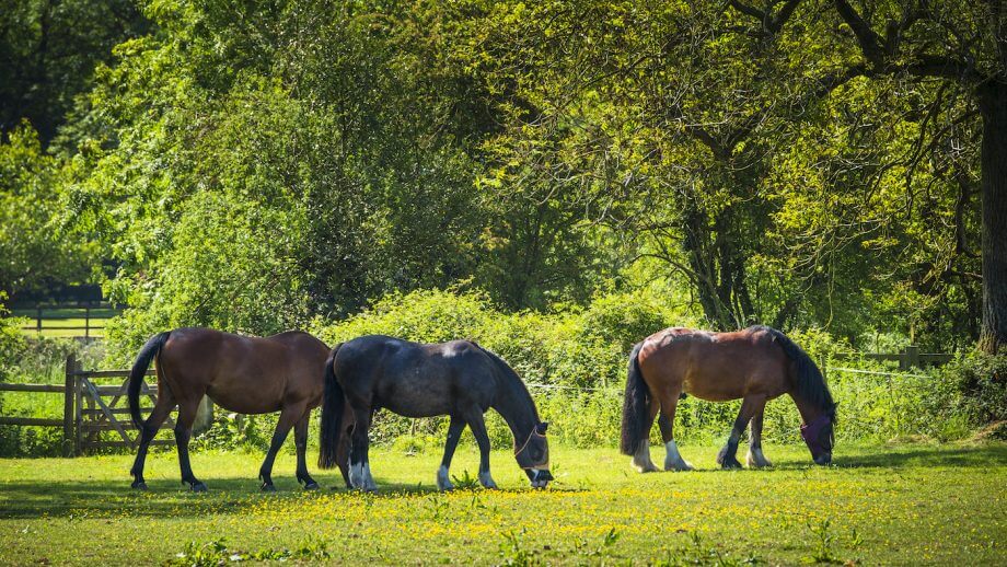erable-sycomore-toxiques-chevaux
