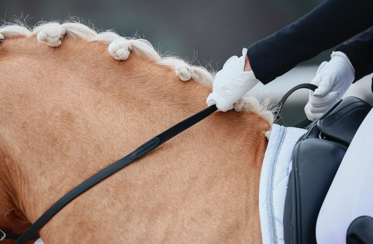 etirer-encolure-cheval-techniques