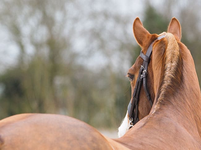 exercices-muscler-epaules-cheval