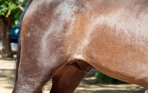 fourreau-cheval-gonfle