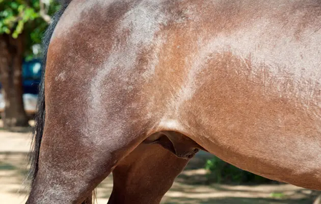 fourreau-cheval-gonfle