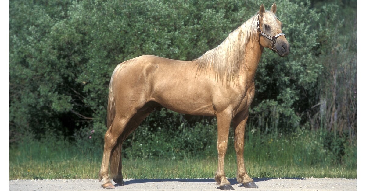 fox-trotter-du-missouri-caracteristiques