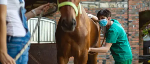 gastroscopie-cheval-prix-protocole-deroulement