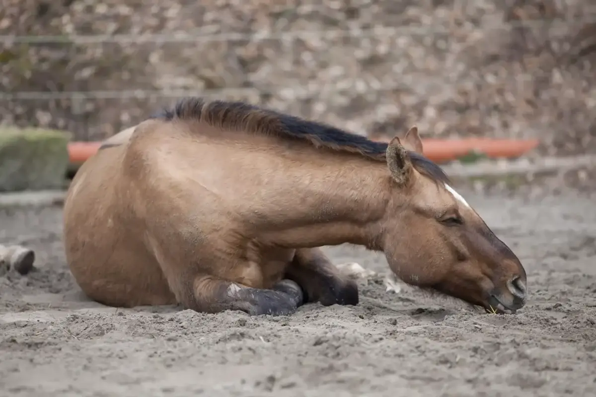 hernie-inguinale-cheval-causes-symptomes-traitement