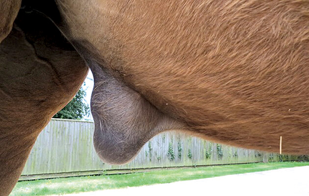 hernie-inguinale-testicule-cheval-adulte