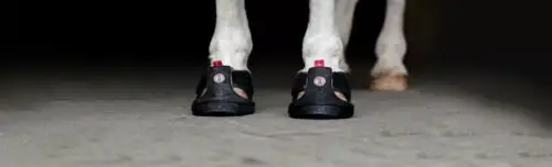 hipposandales