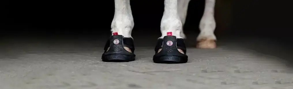 hipposandales