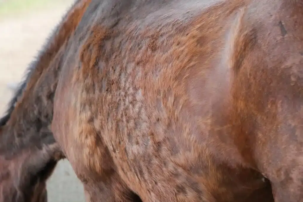 infection-peau-cheval-traitement-causes