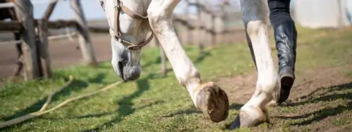 inflammation-gaine-tendon-cheval