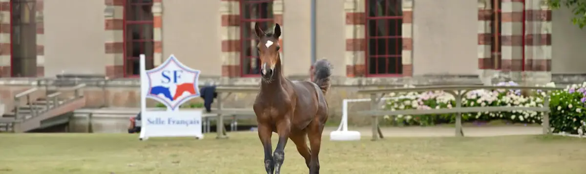 julien-blot-president-stud-book-selle-francais