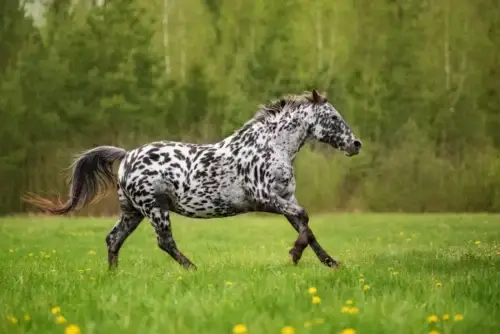 knabstrup-cheval-origine-prix-taille-poids