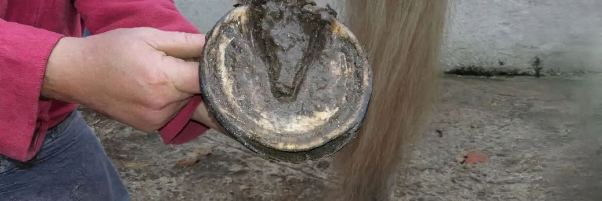 maladie-de-la-ligne-blanche-cheval