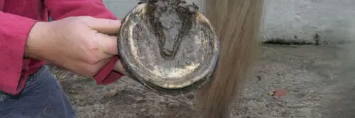 maladie-de-la-ligne-blanche-cheval