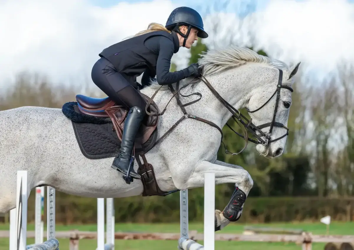 marques-protection-dos-cavalier-comparatif