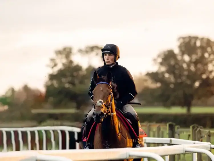 marques-protege-dos-equitation-comparatif