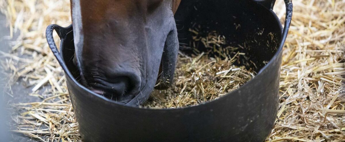 mash-cheval