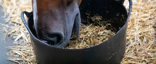 mash-cheval