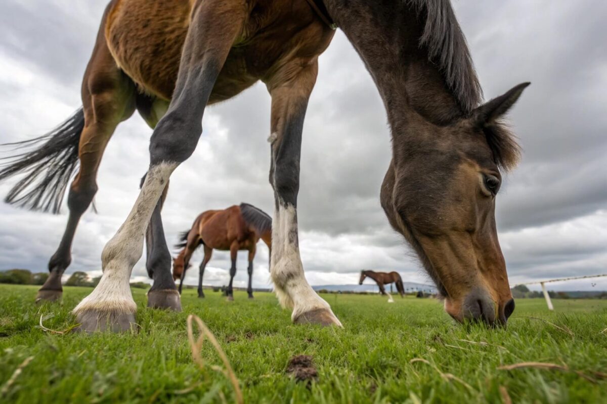 molette-cheval-boiterie-cause-soins