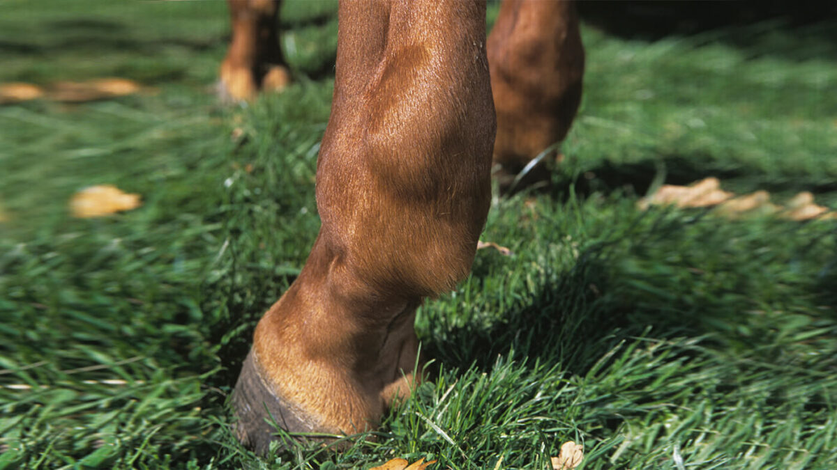 molette-cheval-grave-ou-pas