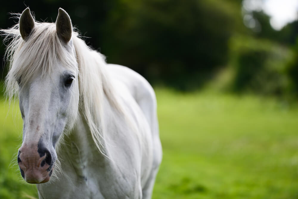 myopathie-atypique-cheval-traitement-mort-prise-de-sang