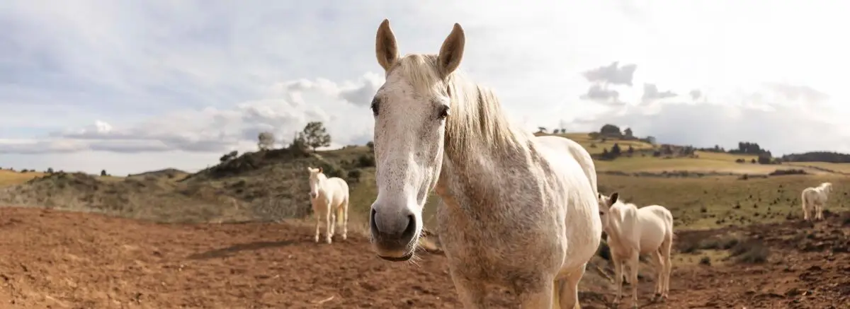 nom-pour-cheval-mâle