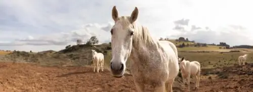 nom-pour-cheval-mâle