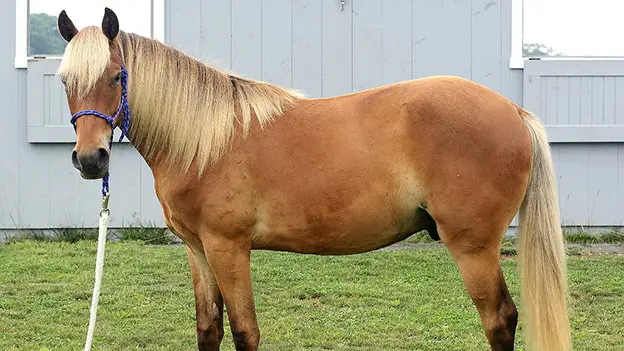 ou-acheter-cheval-rocky-mountain