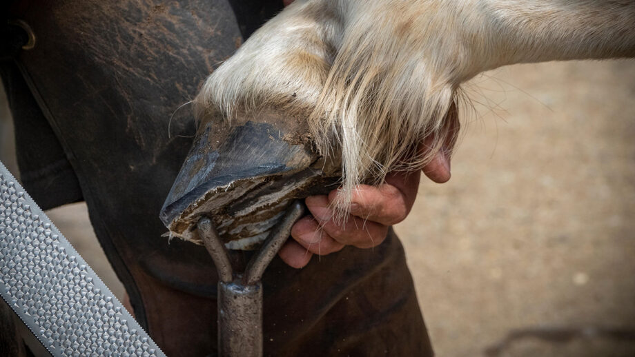 parage-cheval-fourbu-pied-nu
