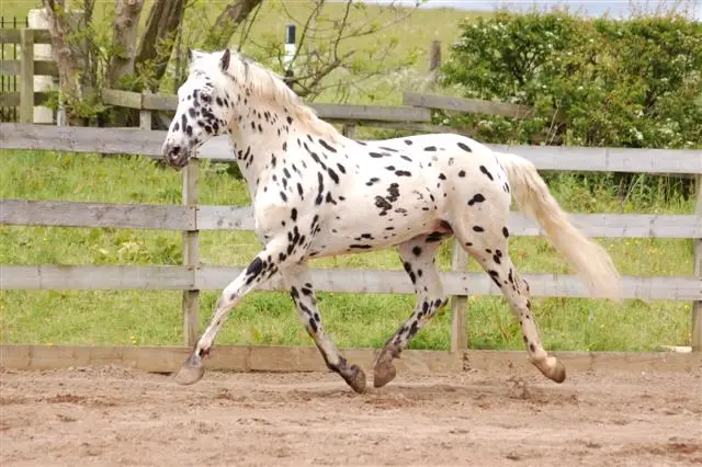 poids-moyen-cheval-knabstrup-dressage
