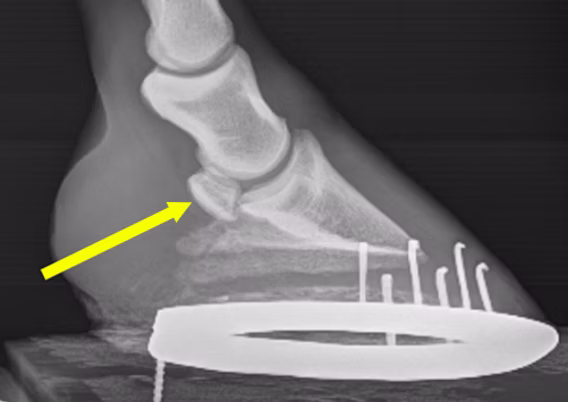 syndrome-os-naviculaire-cheval-radio