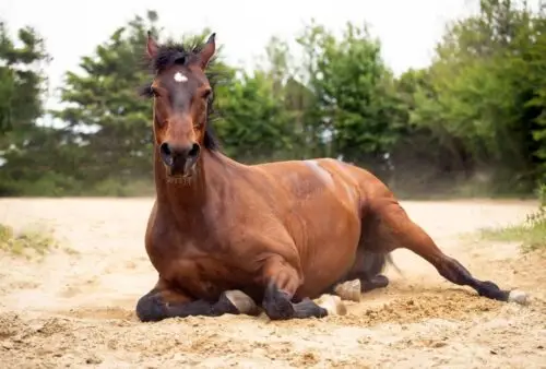 teigne-cheval-contagion-humain