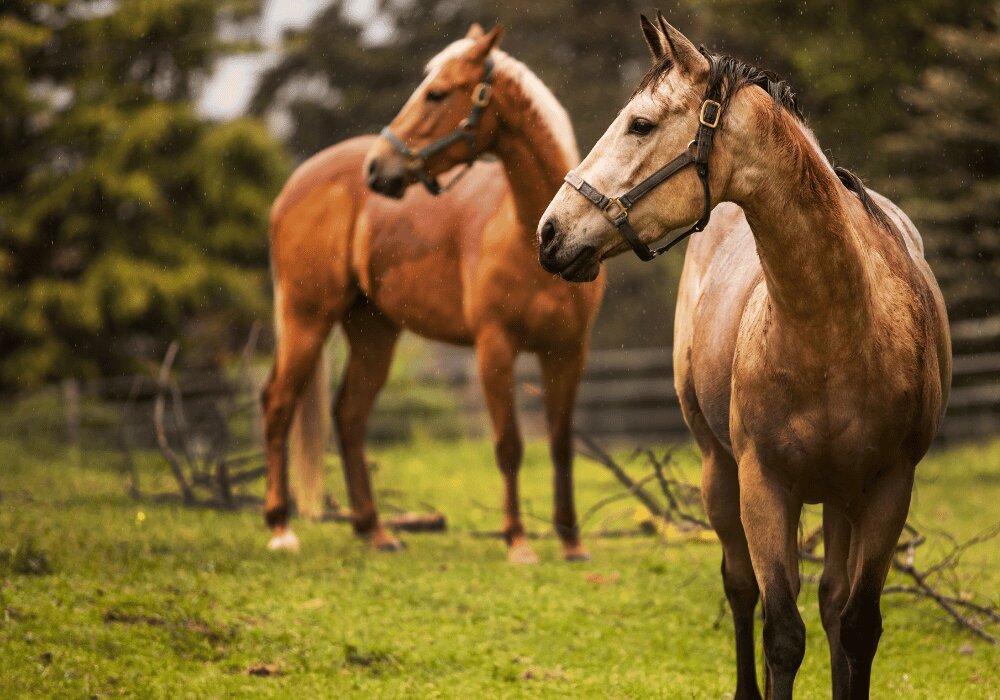 teigne-cheval-contagion-transmission