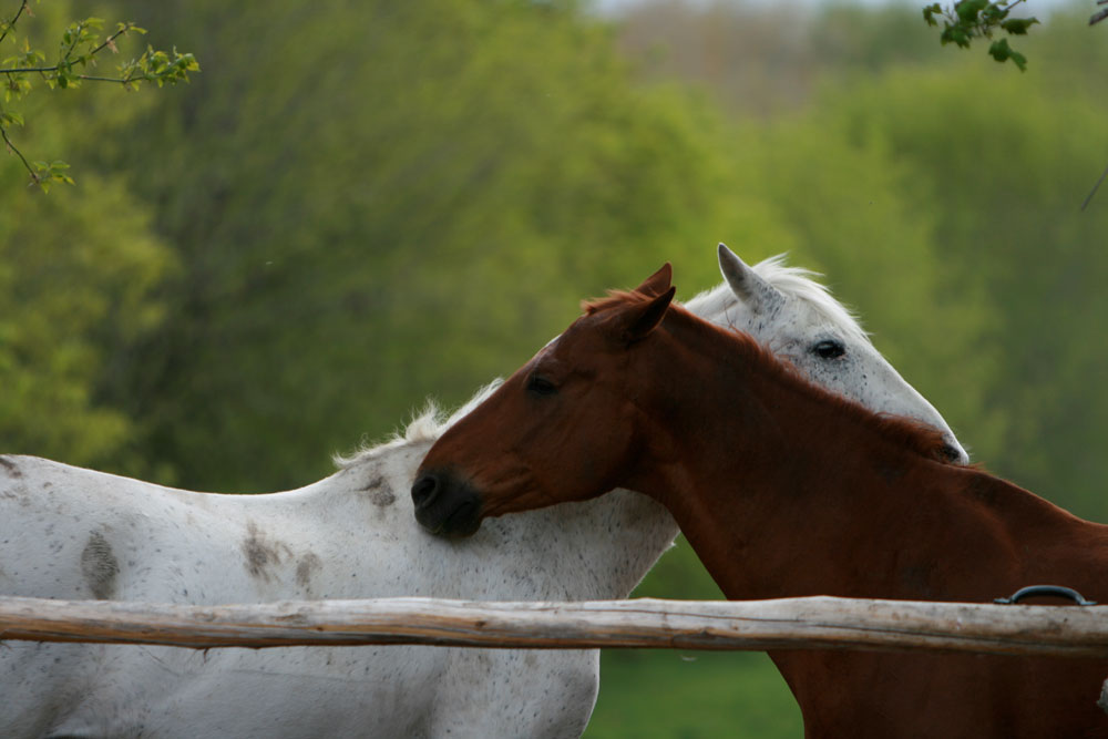 teigne-cheval-transmission-homme-dangers