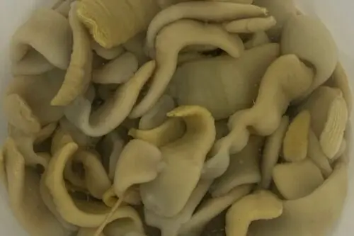 tenia-cheval-causes-symptomes-traitement