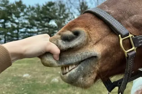 tord-nez-cheval-utilite-bienfaits-douleurs