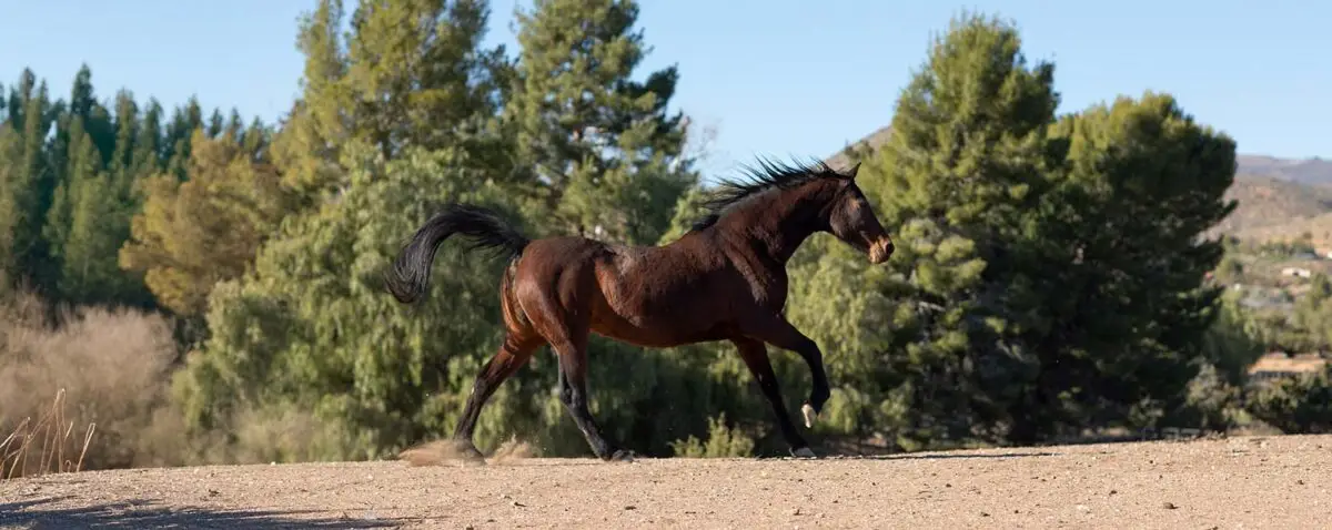 vitesse-cheval-au-galop