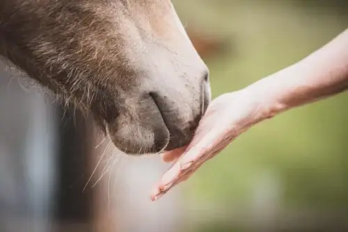 7e-congres-national-sipme-mediation-equine