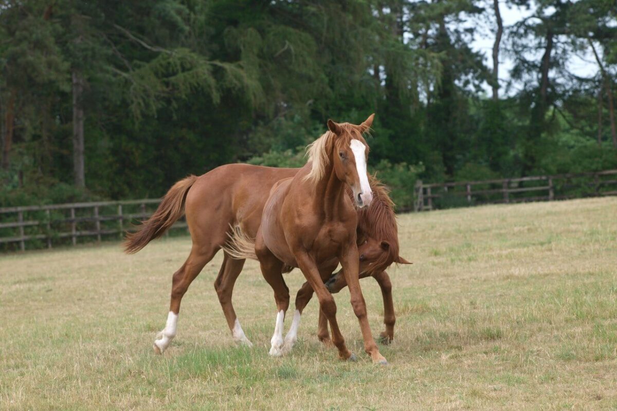 acheter-cheval-yearling-prix